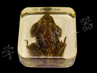 43050蛤蟆包埋標本