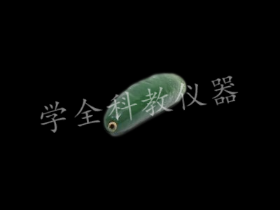 黃瓜模型