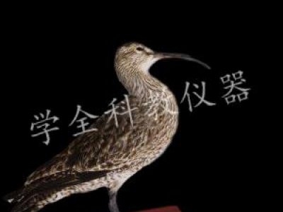 動(dòng)物標(biāo)本