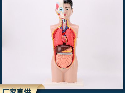 人體半身頭頸軀干模型醫(yī)學(xué)人體器官教學(xué)展示解剖演示生物科教儀器