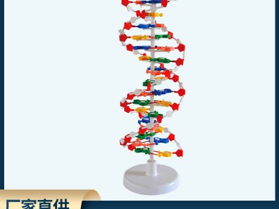 DNA教學(xué)結(jié)構(gòu)模型 雙螺旋高中堿基對(duì)遺傳基因生物教學(xué)儀器模型