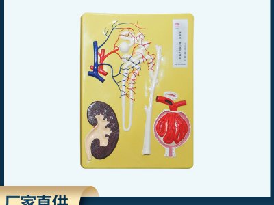 腎單位、腎小體模型 初中高中生物實(shí)驗(yàn)器材 中學(xué)教學(xué)儀器