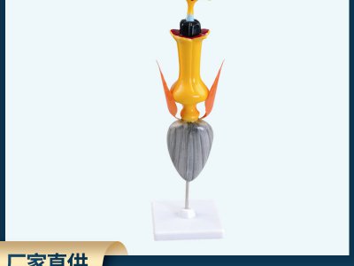 學全太陽花模型結(jié)構(gòu)直觀展示模型生物教學演示用