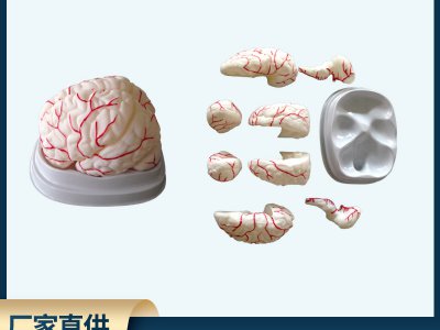 腦解剖模型人體腦八部件自然大結(jié)構(gòu)示教模型帶血管腦結(jié)構(gòu)