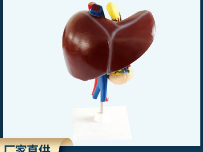 肝、十二指腸、胰臟模型 自然大生物醫(yī)療解剖