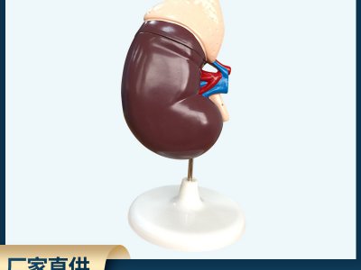 腎臟解剖模型帶胰腺演示生物儀器 學習教學醫(yī)院人體研究學校學教