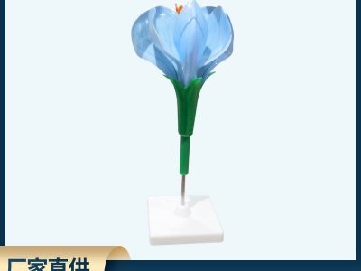 豌豆花模型 中小學(xué)生物教學(xué)儀器模型展示
