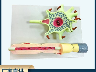 神經(jīng)元模型教學儀器 神經(jīng)元胞體和神經(jīng)纖維結(jié)構(gòu)放大模型