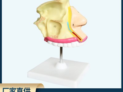 成人醫(yī)學(xué)鼻解剖模型 醫(yī)用模型教學(xué)模型人體構(gòu)造模型