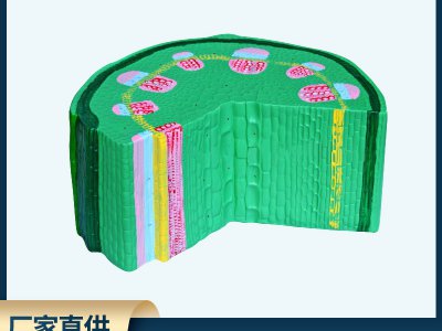 葉草本植物莖模型初高中生物實驗器材中學教學儀器教學展示儀器