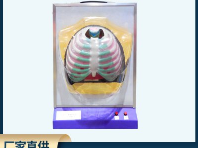 人體呼吸膈肌運(yùn)動(dòng)模型 電動(dòng)式生物實(shí)驗(yàn)儀器高中生物教學(xué)教具