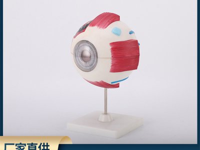 中學(xué)實(shí)驗(yàn)眼球解剖模型生物模型人體眼球模型眼睛放大模型教學(xué)儀器