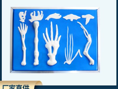 脊椎動(dòng)物前肢骨骼比較模型 高中生物實(shí)驗(yàn)教具 教學(xué)儀器