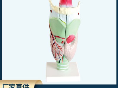 人體喉解剖模型兩部件可拆卸帶底座生物醫(yī)療解剖教學模型