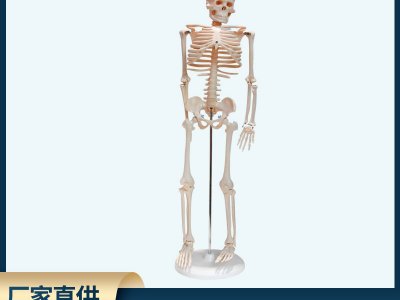廠家直供人體骨骼模型85cm骨骼合集 生物教學(xué)儀器醫(yī)用模型