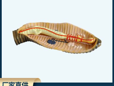 蚯蚓解剖模型地龍環(huán)節(jié)動物無脊椎動物 中小學(xué)放大教學(xué)模型